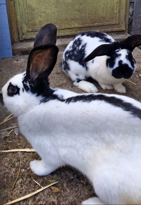 Vând iepuri,metis ug cu fluture