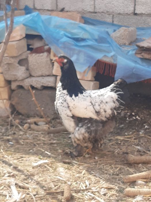 Brama tochkali qoni toza tuxumlari