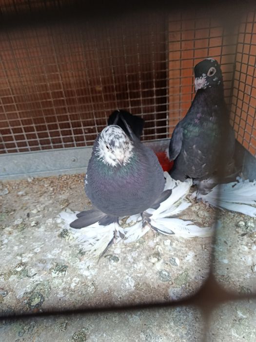 Голуби сотиладииии