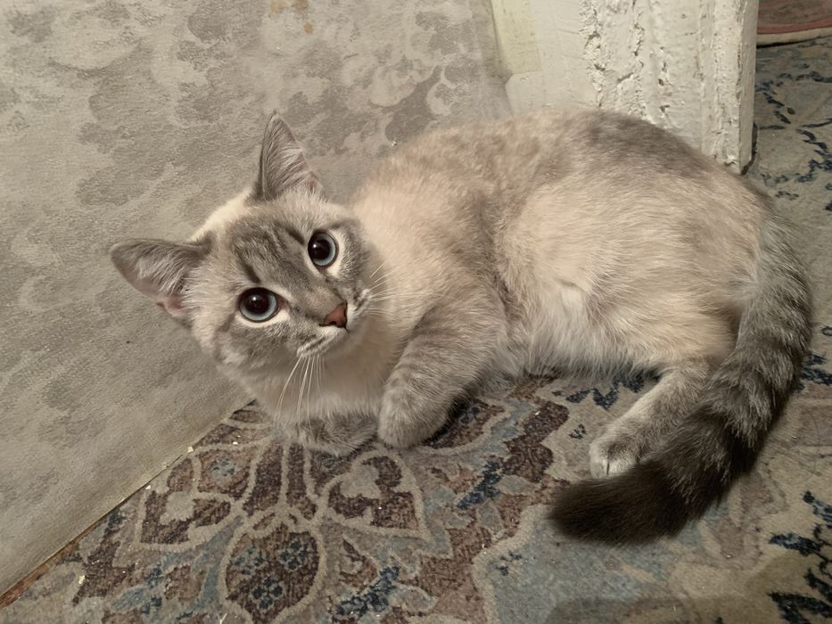 Срочно отдам кошку