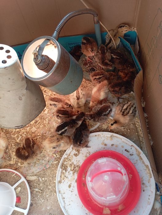 Цыплята домашних кур