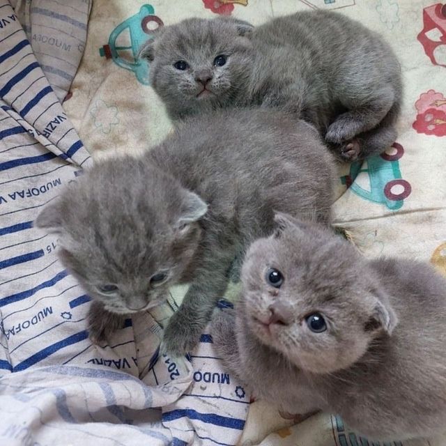 Котята британский + шотладская породистые
