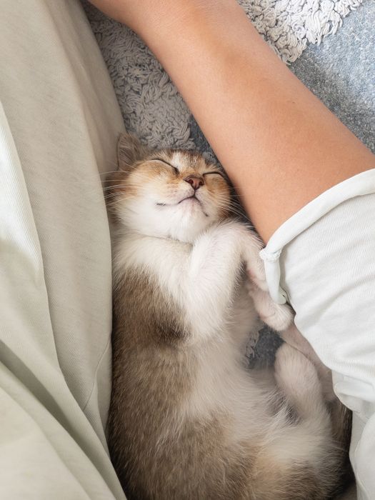 Котенок девочка, помесь