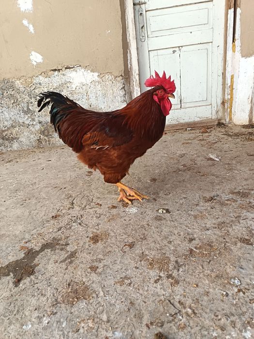 Хан хяп ху́розлари сотилади...