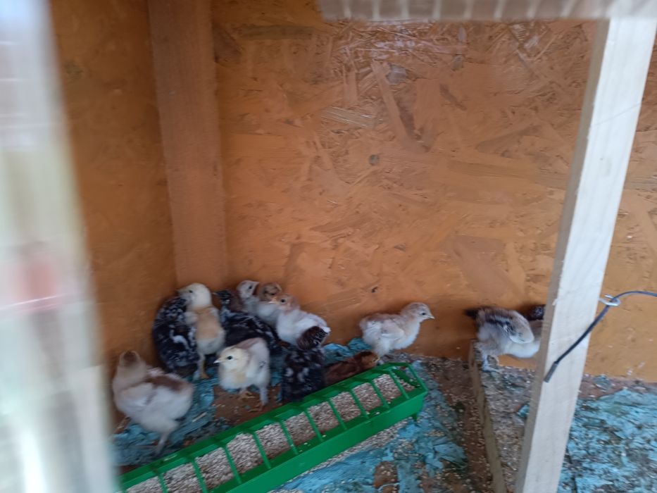 Pui 3saptamani,brahma(potârnichiu,bobat, porțelan) Australorp,marans, brakel,la bresse,