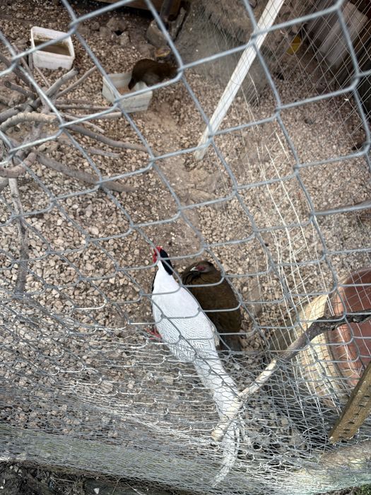 Продавам фазани-мъжки и женски