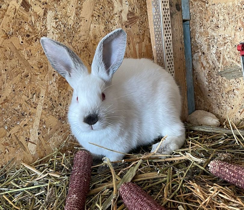 Vând iepuri de rasă