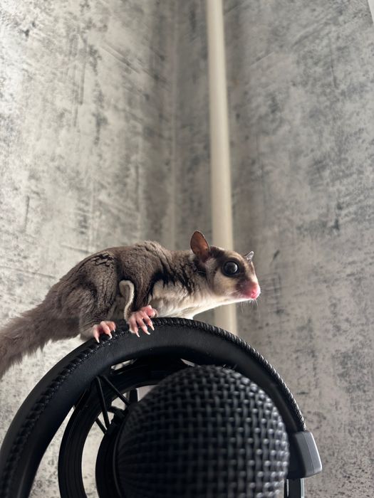 Белка Летяга (Сахарный поссум)