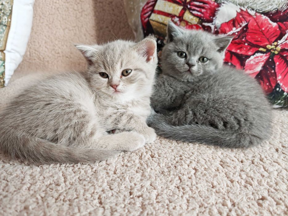 Прекрасни британчета