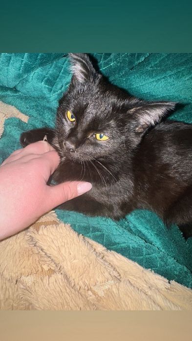 Отдам котёнка в добрые руки!!!