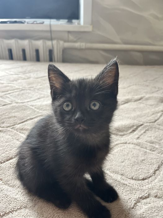 Шотладские котята