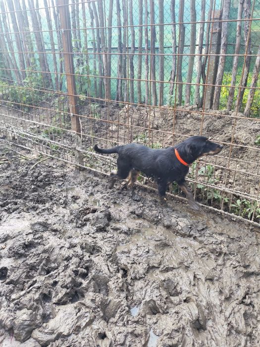 Câine de vânătoare