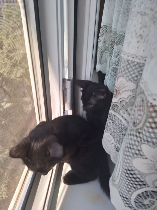 Пристраиваются котики 2 шт