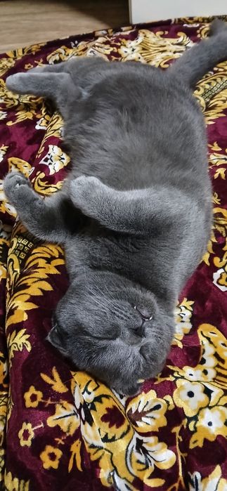 Mushuk Scottish Fold