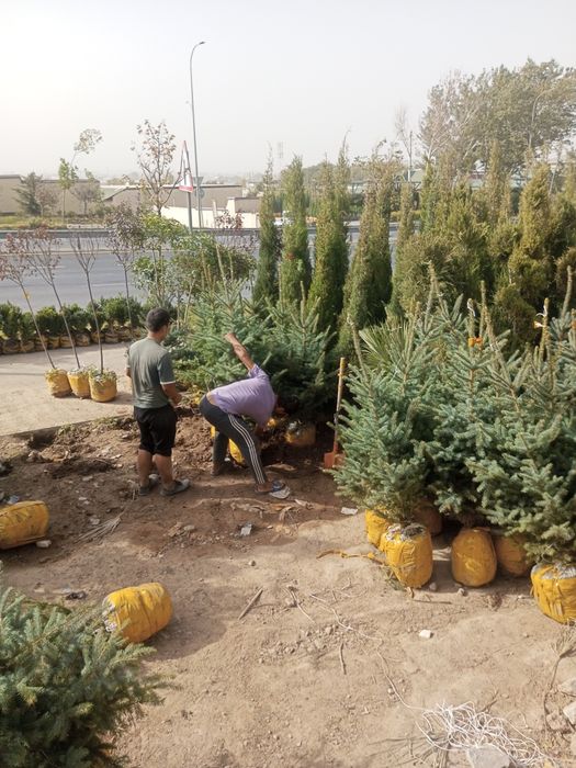 Galuboy yel  Va boshqa har xil Sovuqqa chidamli oʻsimlik va gullar