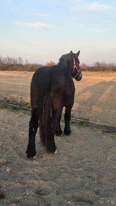 Manză Ardeneză full pedigree