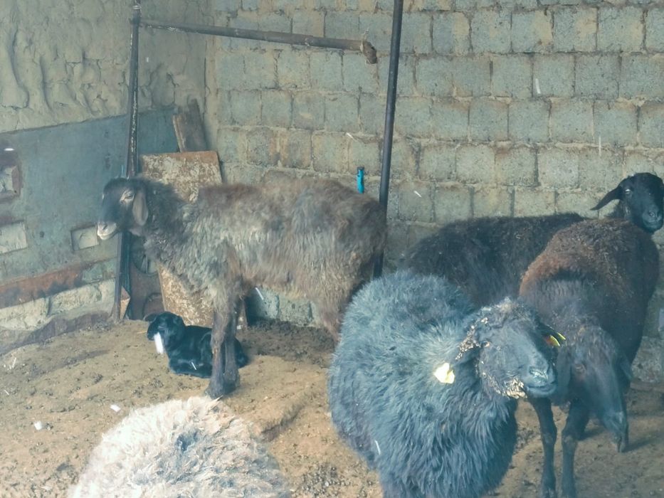 Қозылы қойлар сатылады