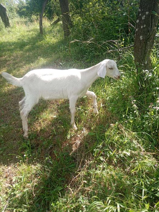 Două capre Anglo-Nubiene, în vârstă de trei luni