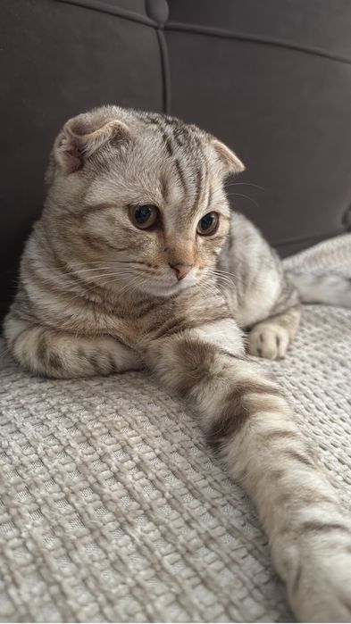 Срочно продам кота