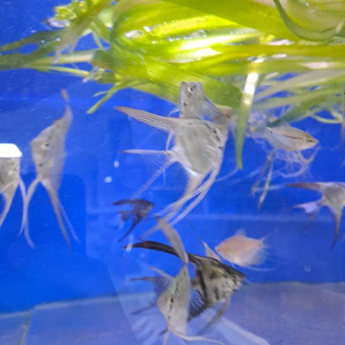 Продам скалярий вуалевых