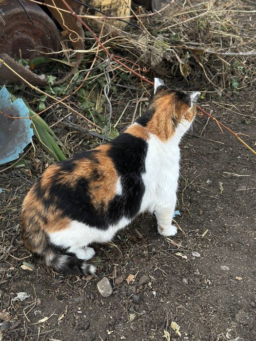 Отдам умную кошку