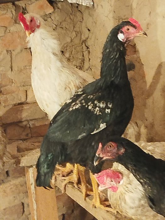 Дакан тауықтар сатылады