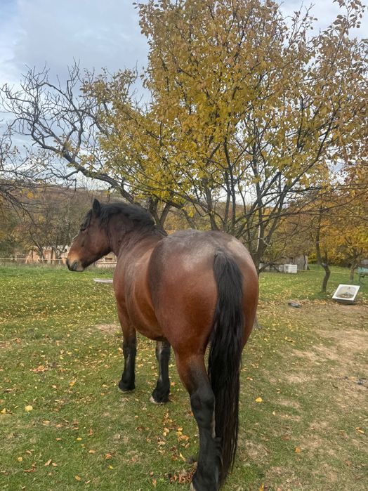 Se vând zare mânz de un 1 an și cal de 3 ani
