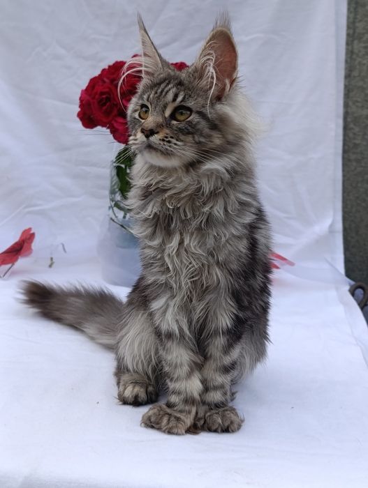 Котята породы Мейн-кун
