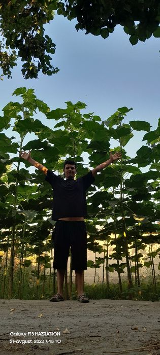 Pavloniya  nihollari dorilangan tayyor