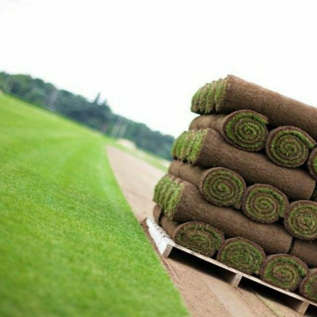 Газон рулонный и семена Цена за 1 рулон*