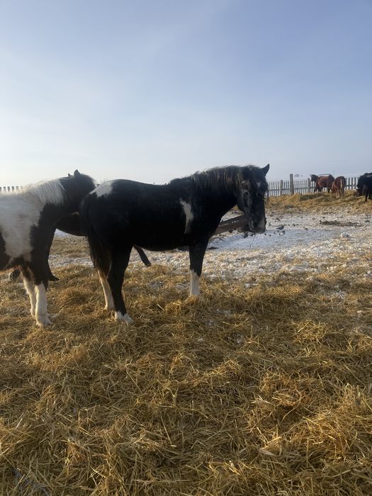 Продам кунан трех летка