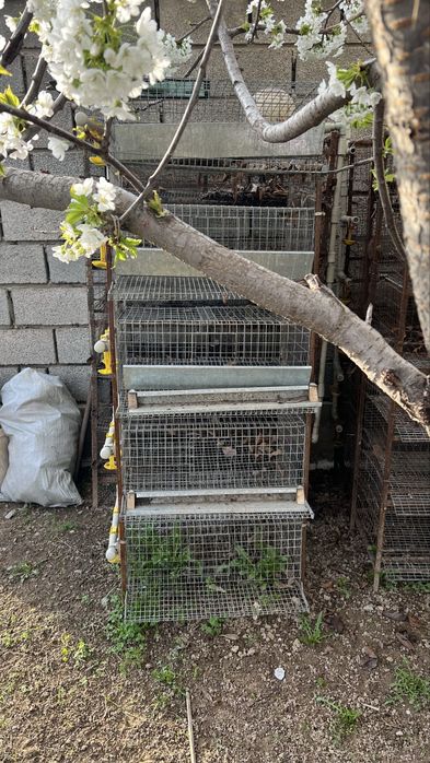 Клетки для перепелы, бодене сактауга тор