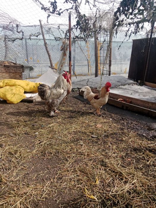 Петух молодняк брама