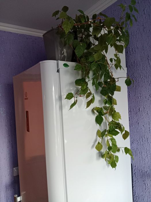 Продам растения комнатные