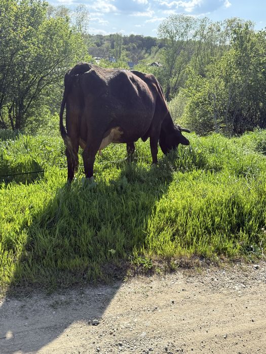 Vand vaca  cu 7 viței