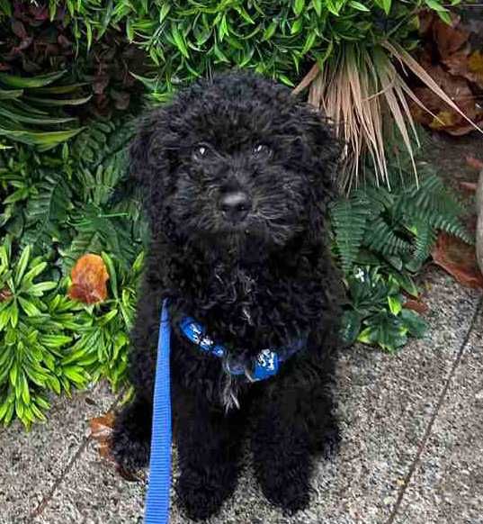 Кавапу различни цветове