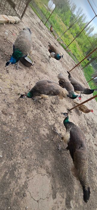 Vand pauni si fazani