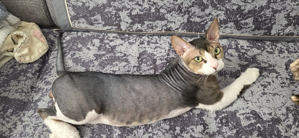 Продам кота сфинкса