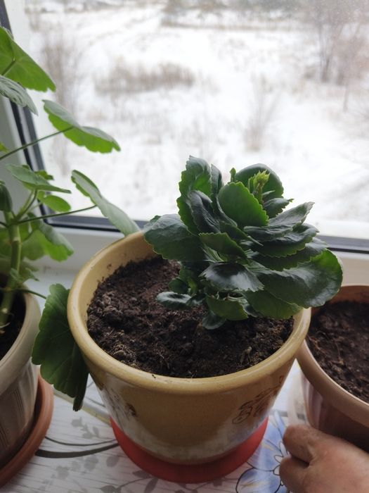 Продам цветок, цветущий каланхоэ