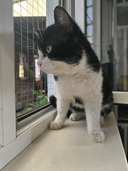 Большой ласковый болтливый кот ищет дом с хозяйкой!