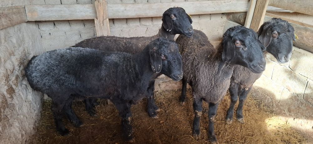 Койлар сатылады!