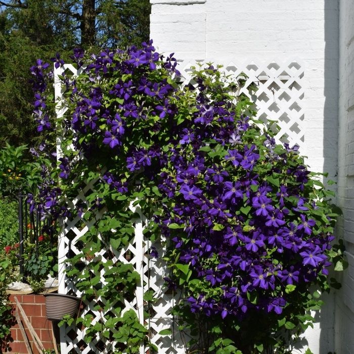 Climatis (Diferite culori )