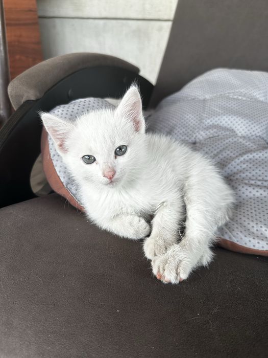 Отдам котят в хорошие руки