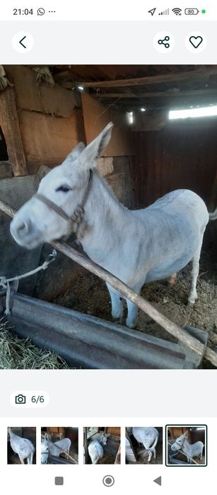 Продам осла мальчика