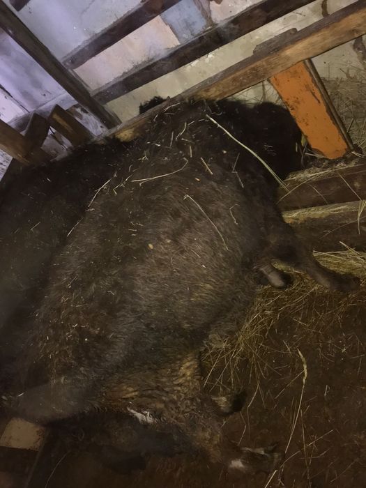 Продам тёлок,  срочно