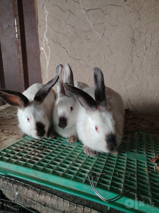 Mini quyon ferma sotiladi