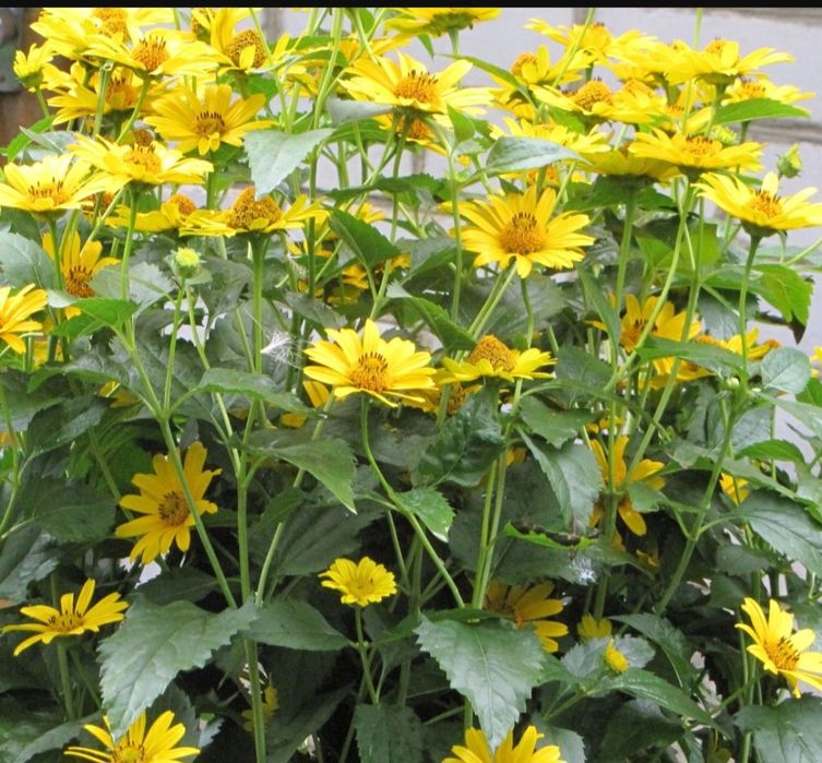 Цветы многолетние рассада