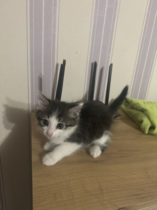 Домашний Мальчик котенок