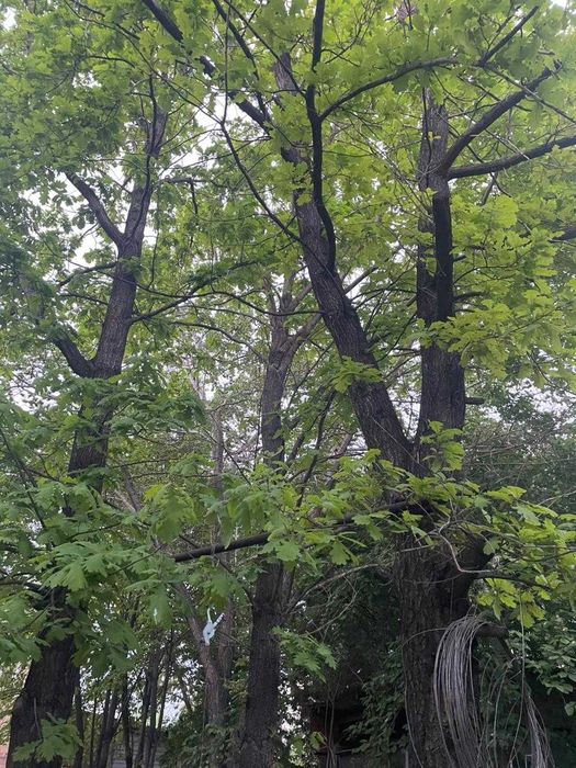 продам деревья недорого