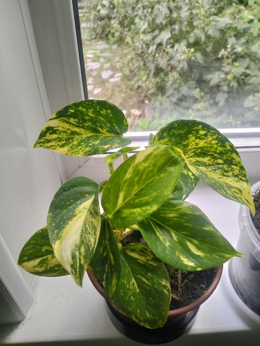 Комнатные растения